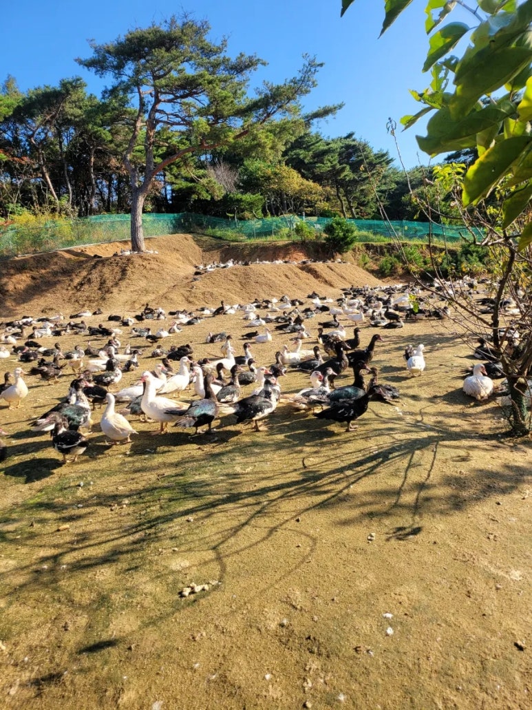 덕룡농장 사진 2