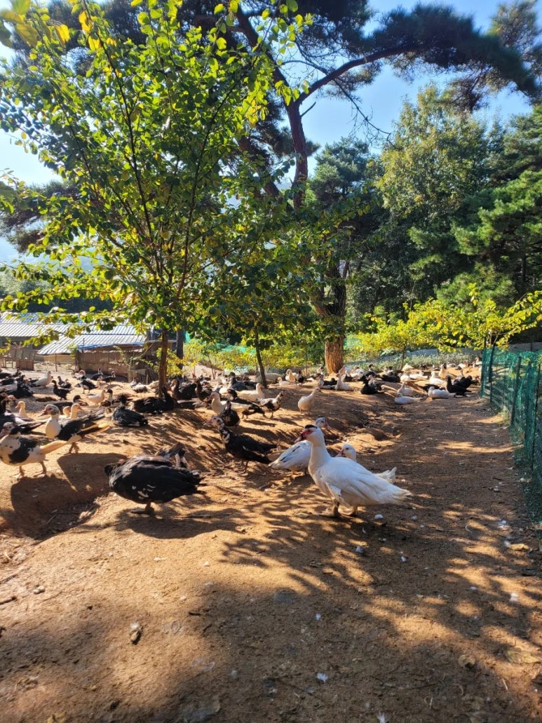 덕룡농장 사진 4