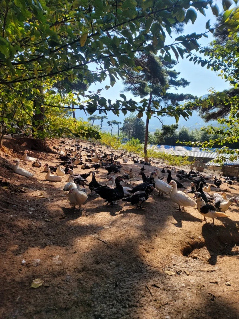 덕룡농장 사진 5