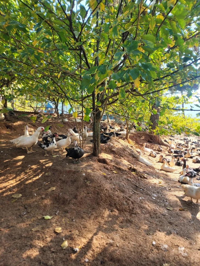 덕룡농장 사진 6