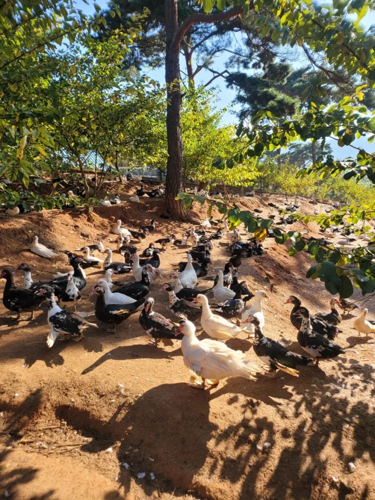 덕룡농장 사진 7