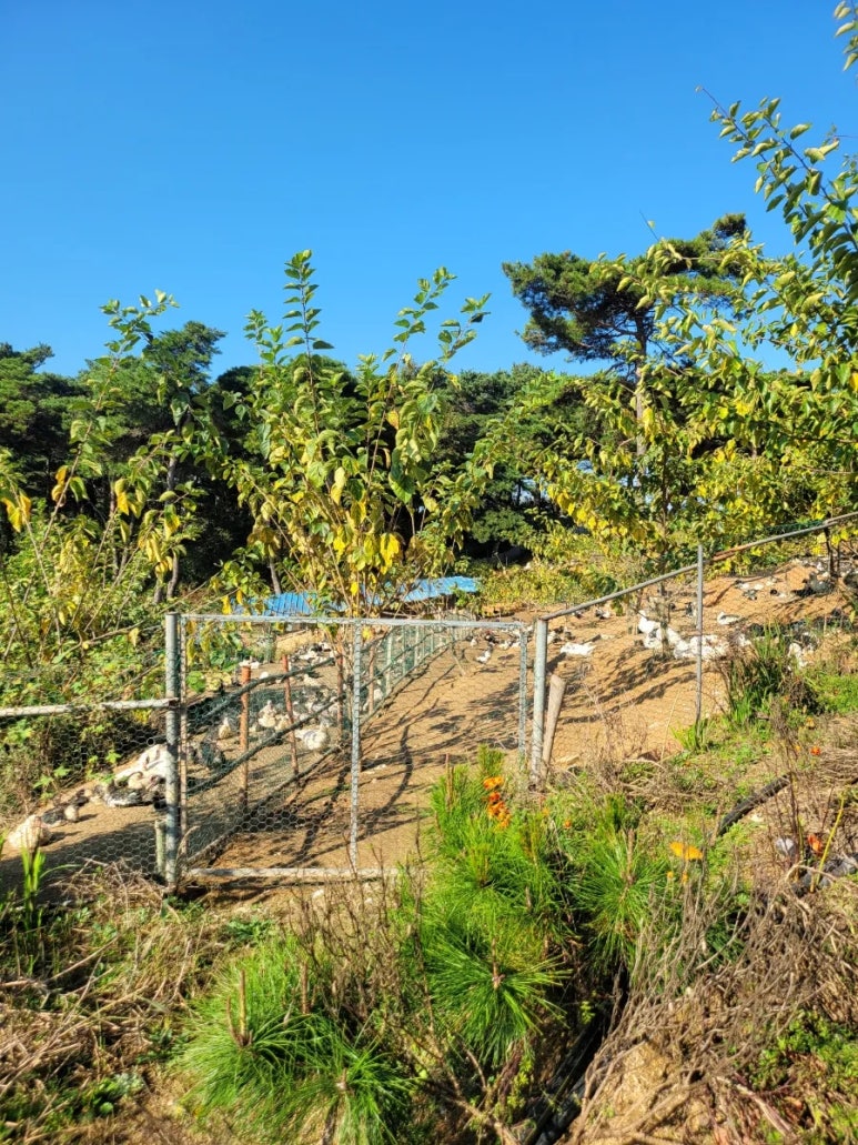 덕룡농장 사진 8