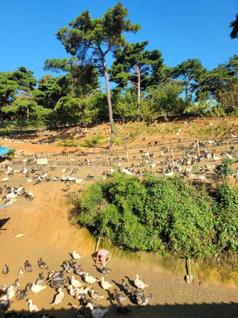 덕룡농장 사진 9